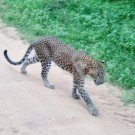 Готель Mamba Yala Тіссамахарама Екстер'єр фото