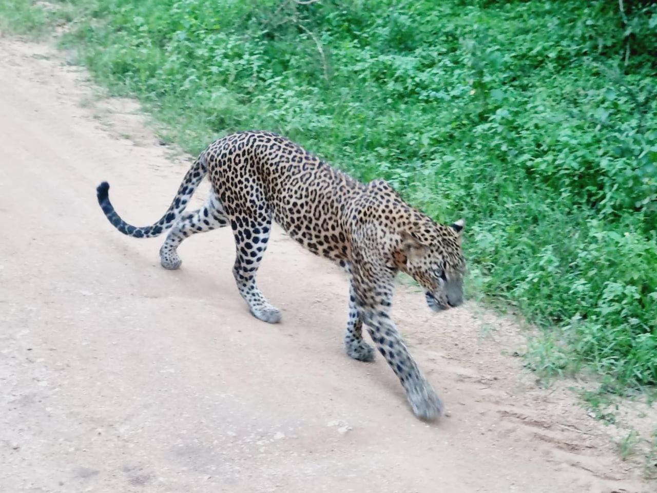 Готель Mamba Yala Тіссамахарама Екстер'єр фото